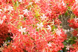 Cây cảnh nở rộ như pháo hoa, mang lời chúc sức khỏe, cát tường 