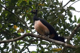 Kinh ngạc loài chim mới nở đã biết bay, kiếm mồi tuyệt đỉnh 