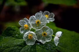 Độc đáo loài hoa cứ gặp nước lại hoá trong suốt, trị rắn cắn