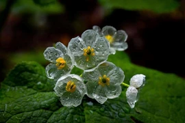 Độc đáo loài hoa cứ gặp nước lại hoá trong suốt, trị rắn cắn