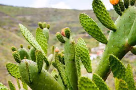 5 loại cây chiêu an, rước lộc, giữ của chỉ nên trồng sau nhà