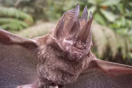  Động vật sở hữu chiếc mũi kỳ dị, hài hước đến khó tin