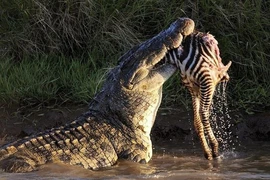 8 loài động vật có cú cắn hủy diệt con mồi mạnh nhất hành tinh 