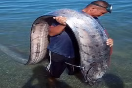 Sinh vật lạ dạt vào bờ biển Huế là 'thủy quái' dự báo động đất