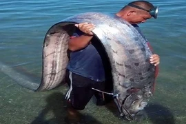 Sinh vật lạ dạt vào bờ biển Huế là 'thủy quái' dự báo động đất