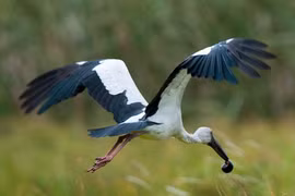 Hàng trăm con cò nhạn vừa xuất hiện ở Quảng Trị quý hiếm cỡ nào?