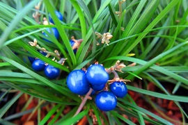 83 loài thực vật cực quý mới phát hiện tại Việt Nam