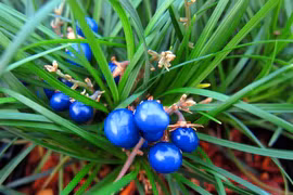 83 loài thực vật cực quý mới phát hiện tại Việt Nam