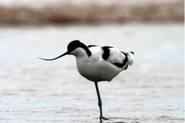 Chiêm ngưỡng top 9 loài chim đẹp và lạ bậc nhất Việt Nam