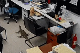 Thằn lằn khổng lồ xuất hiện, nhân viên văn phòng sợ 'mất mật'