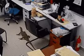 Thằn lằn khổng lồ xuất hiện, nhân viên văn phòng sợ 'mất mật'