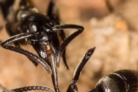 Loài vật mini biết 'phẫu thuật cứu sống đồng loại'