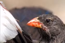 Rùng mình loài chim 'ma cà rồng', uống máu con mồi để sinh tồn