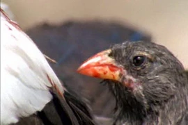 Rùng mình loài chim 'ma cà rồng', uống máu con mồi để sinh tồn