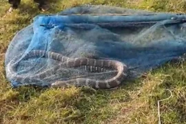 Quăng lưới đánh cá, rợn người phát hiện 'quái thú' cực độc