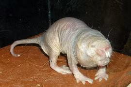 Động vật "siêu nhân" nhất hành tinh, con người phải ngả mũ thán phục