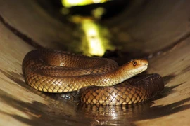 Tắc bồn cầu, kinh hãi phát hiện 'quái thú' nấp bên trong