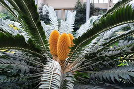  Loài cây 'lạc quẻ' nhất hành tinh, thế giới chỉ 1 cây còn tồn tại 