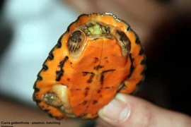 Giật mình 3 loài rùa độc lạ, 'biến hình' thoăn thoắt ở Việt Nam