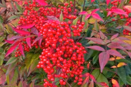 Cây cảnh điềm lành, trồng trong nhà giúp an gia, trấn trạch