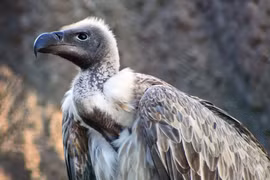 Những loài chim nguy hiểm nhất hành tinh, số 4 gây hoang mang