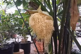 Loài cây độc lạ, hoa như bắp ngô nở ra bông hệt mỳ tôm