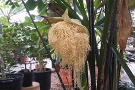 Loài cây độc lạ, hoa như bắp ngô nở ra bông hệt mỳ tôm