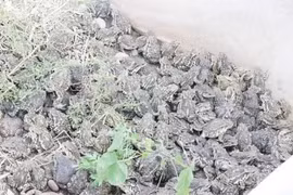 Loài vật kỳ dị, nhìn đáng sợ, ai ngờ là 'cỗ máy in tiền'