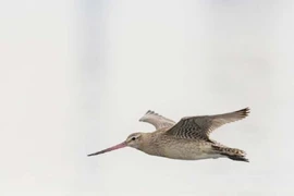 Sửng sốt loài chim bay liên tục 6.000km không cần ăn uống