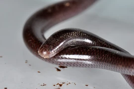 Giật mình sự thật loài rắn trông như giun có mặt khắp Việt Nam