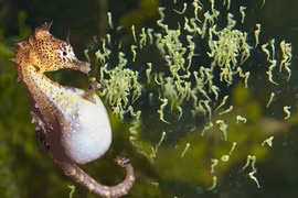 Top 7 "ông bố" tuyệt vời nhất giới động vật, chăm con cực khéo