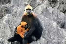 Voọc đầu trắng ôm con trên đảo Cát Bà: Loài nguy cấp trong Sách Đỏ