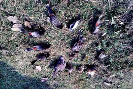 Giật mình sự thật về ngôi làng hút chim đến 'tự sát'