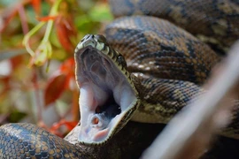 Nổi da gà chứng kiến 'quái thú' làm chuyện động trời