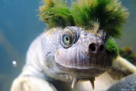 Loài vật độc-dị-hiếm nhất hành tinh, sở hữu bộ tóc 'chất lừ'