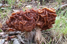 Những loại nấm kịch độc nên tránh thật xa kẻo rước họa vào thân