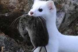 “Kẻ ăn não” xuất hiện ở Trung Quốc, ngoại hình khác xa với tên