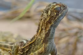 Loài rồng trong truyền thuyết 'tái xuất' sau nửa thế kỷ vắng bóng