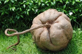 Đào được củ sắn dây 4 tạ sau nhà, nông dân lập tức đổi đời