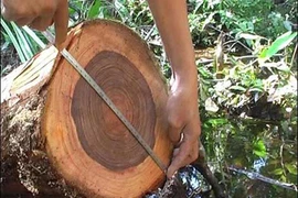 Loại gỗ quý cả thế giới săn lùng, Việt Nam sở hữu 162 cây 