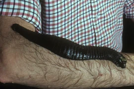 Gớm ghiếc loài đỉa dài gần nửa mét, 'ác mộng' của rừng nhiệt đới