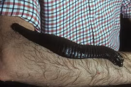 Gớm ghiếc loài đỉa dài gần nửa mét, 'ác mộng' của rừng nhiệt đới