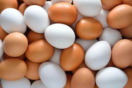 Bí ẩn trứng gà xanh và loạt sự thật bất ngờ về trứng gà