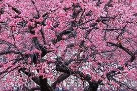 Trồng cây cảnh ngũ phúc, gia chủ đón năm mới 2025 bình an