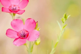 Ai sinh ngày Âm lịch này số mệnh 'vàng ròng', đời nhiều mật ngọt