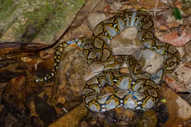 Sốc nặng phát hiện 'quái thú' giao tranh ngay trong nhà