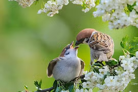 Cổ nhân nói: '3 con chim bay vào nhà, gia đình đón quý nhân'
