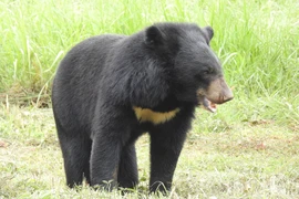 Gấu ngựa quý hiếm bậc nhất thế giới được tìm thấy ở Việt Nam