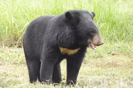 Gấu ngựa quý hiếm bậc nhất thế giới được tìm thấy ở Việt Nam