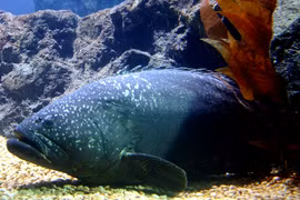 'Quái ngư' 150kg bất ngờ lọt lưới, ngư dân suýt ngã quỵ vì...